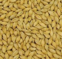 Malta Avangard Pale Ale 5-8 EBC 1kg